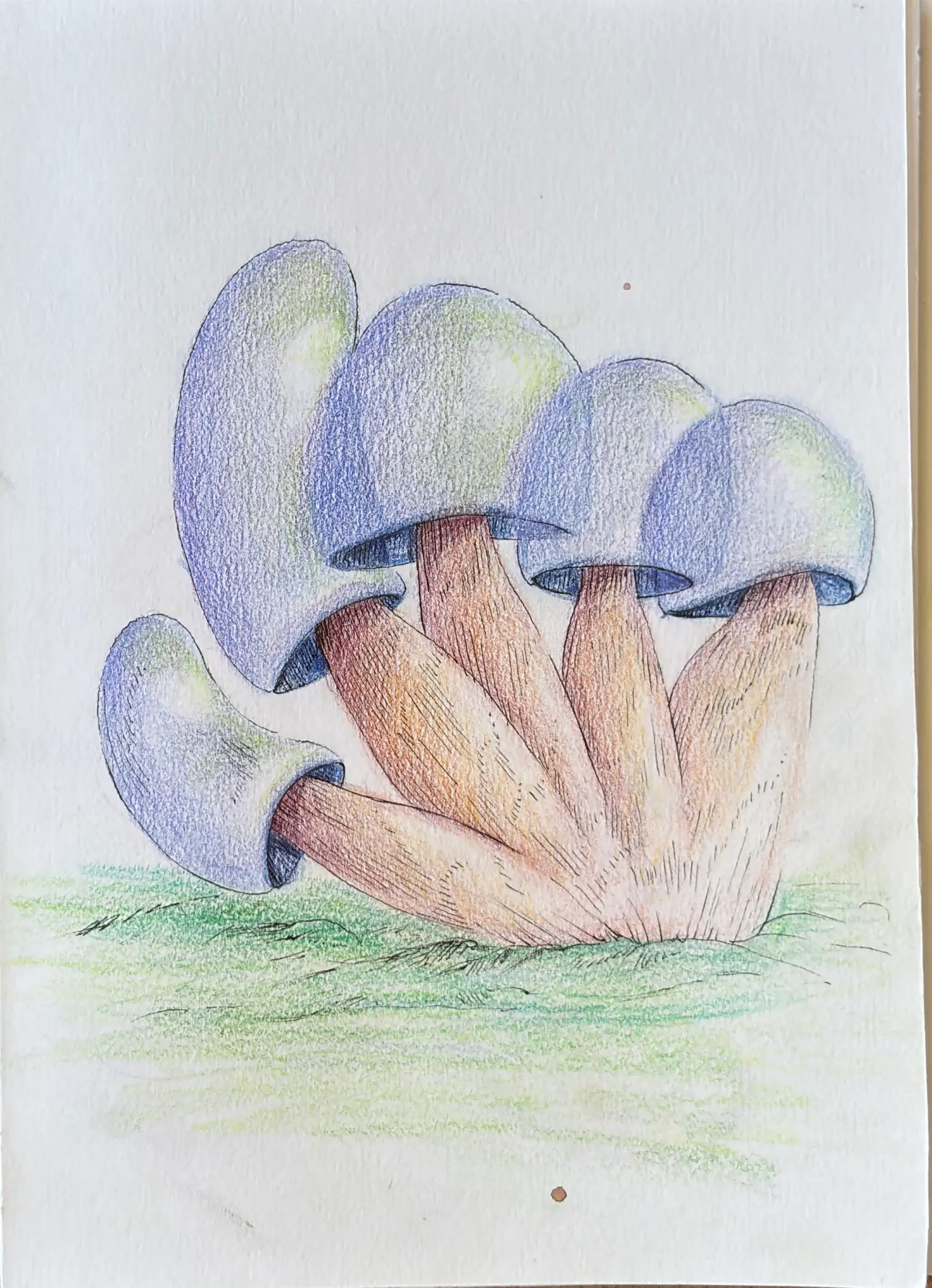 Mushrooms sketch